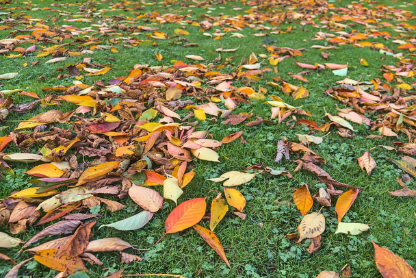 Schöner Herbsthintergrund aus abgefallenen orangen und roten Kirschblättern auf grünem Gras auf dem Universitätscampus, Dublin, Irland. Schwerpunkt im Vordergrund - Foto, Bild
