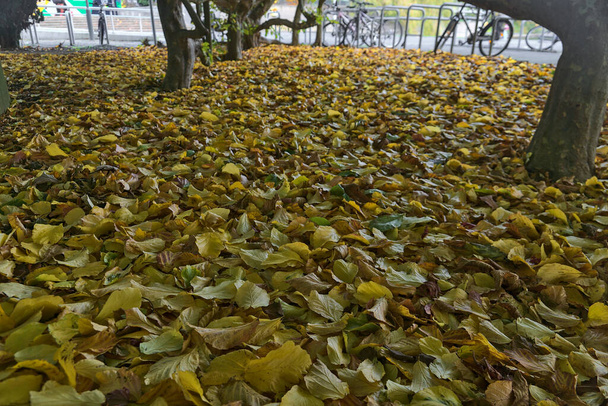 大学キャンパスのキャンパス、ダブリン、アイルランドの自転車駐車場の横に落ちた黄色の葉の美しい秋のカバー。落ち葉が多い。秋の波。秋の背景 - 写真・画像