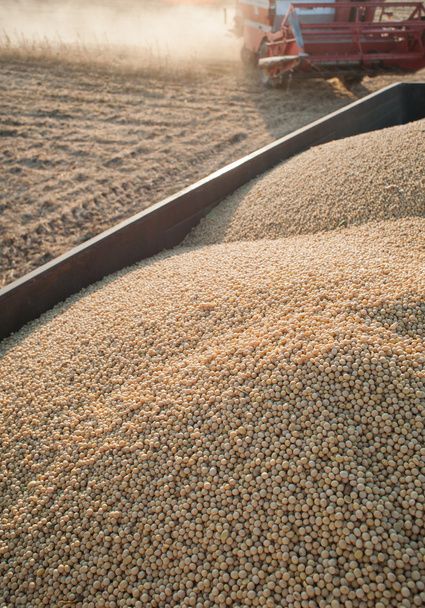  大豆の収穫 - 写真・画像