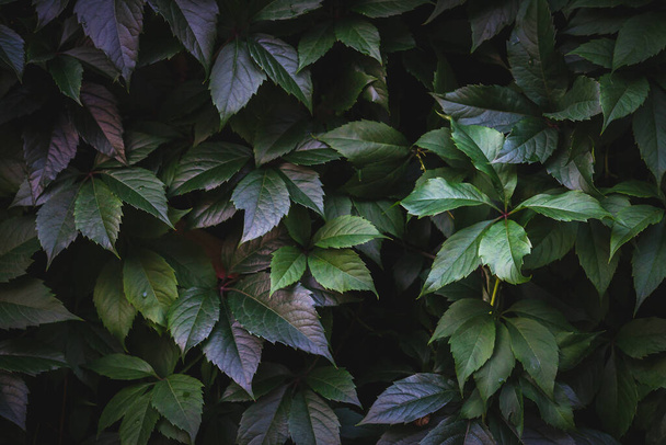 Lush foliage background. Green plants leaves.  Nature ecology concept - 写真・画像