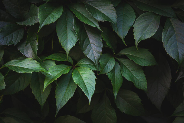 Green leaves. Natural background. Abstract foliage texture. Closeup nature view - Foto, imagen