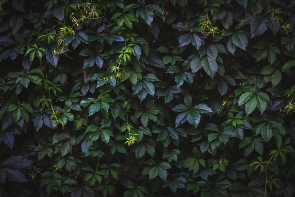 Green leaves. Natural background. Abstract foliage texture. Closeup nature view - Valokuva, kuva