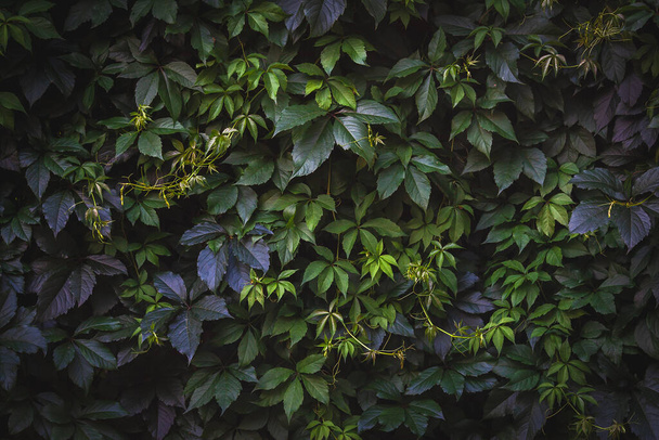 Green leaves. Natural background. Abstract foliage texture. Closeup nature view - Foto, Bild