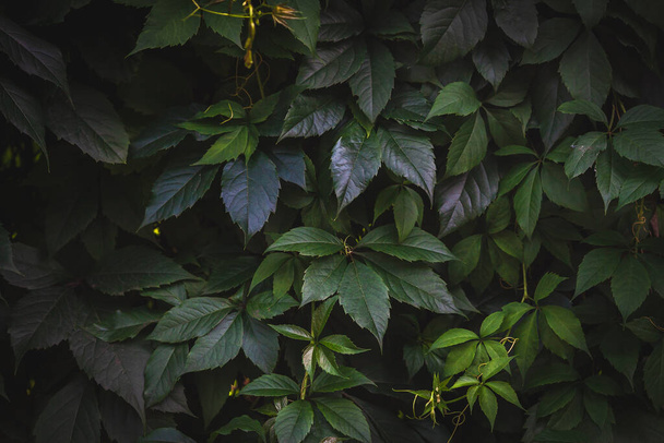 Green leaves texture. Plants background. Nature botanic concept - Zdjęcie, obraz