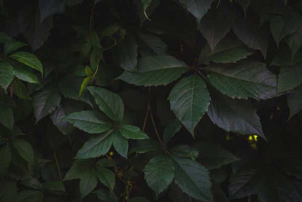Green leaves texture. Plants background. Nature botanic concept - 写真・画像