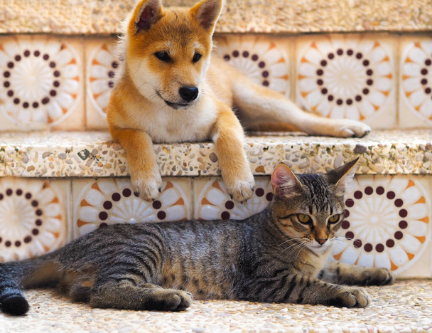 Shiba Inu cachorro y su amigo rayas gatito - Foto, imagen
