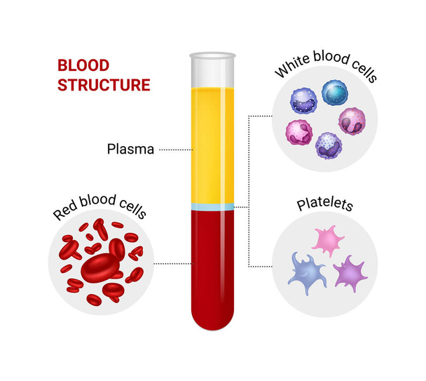 Vektordiagramm der Blutzusammensetzung. Rote, weiße Blutkörperchen und Blutplättchen. - Vektor, Bild
