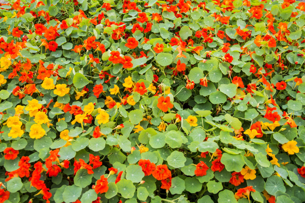 Nasturtium flower bed - Photo, Image
