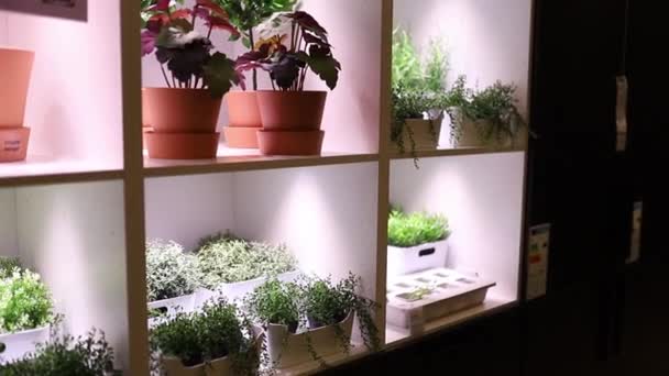 Flores y plantas coloridas en macetas exhibidas en un estante iluminado - Metraje, vídeo