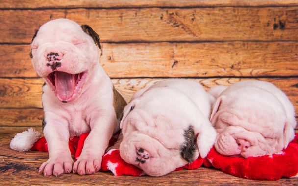 Tres divertidos cachorros Bulldog americanos perros están durmiendo - Foto, Imagen