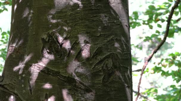 樹皮ブナの木に名前の碑文 - 映像、動画