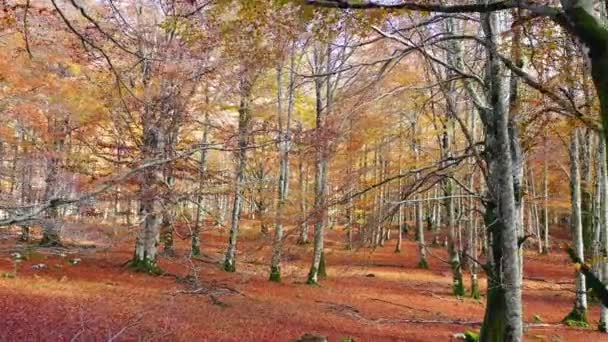 秋のブナ。ウルバサ・アンディア自然公園。ナバラ、スペイン、ヨーロッパ。4K. - 映像、動画