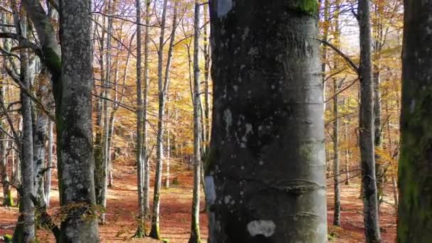 Beechwood in de herfst. Natuurpark Urbasa-Andia. Navarra, Spanje, Europa. 4K. - Video