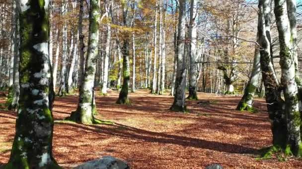Buchenholz im Herbst. Naturpark Urbasa-Andia. Navarra, Spanien, Europa. 4K. - Filmmaterial, Video