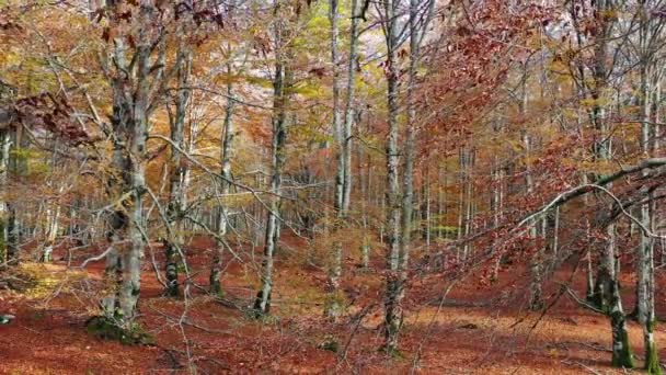 Bukové dřevo na podzim. Přírodní park Urbasa-Andia. Navarre, Španělsko, Evropa. 4K. - Záběry, video