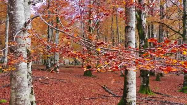 Madera de haya en otoño. Parque Natural Urbasa-Andia. Navarra, España, Europa. 4K. - Metraje, vídeo