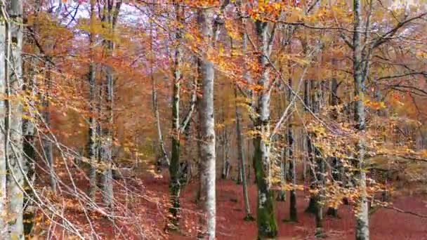 Faggio in autunno. Parco Naturale Urbasa-Andia. Navarra, Spagna, Europa. 4K. - Filmati, video