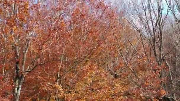 Beechwood in de herfst. Natuurpark Urbasa-Andia. Navarra, Spanje, Europa. 4K - Video
