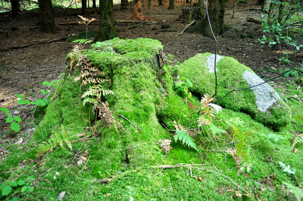 Moss and Mosses Sphagnales on ground in the jungle at Black Forest ή Schwarzwald στην περιοχή Seebach της πόλης της Ζυρίχης στο Baden Wurttemberg, Γερμανία - Φωτογραφία, εικόνα