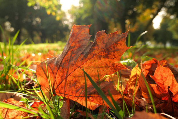 Podzimní scéna. Mrtvý list v oranžové červené na zelené trávě. Selektivní zaměření, záměrně rozmazané pozadí. - Fotografie, Obrázek