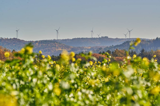 Rotating wind turbines on a hill behind a rape field. Wind power plants on a hill behind a canola field. - Photo, Image