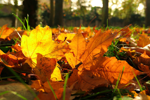 秋の風景。緑色の草の上に橙色の赤で死んだ葉。選択的焦点、意図的にぼやけた背景. - 写真・画像