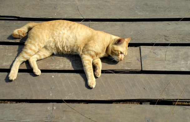 gyömbér macska - Fotó, kép
