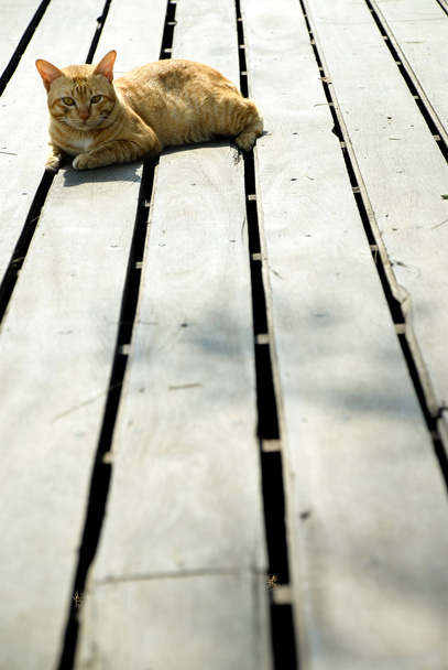 τζίντζερ γάτα - Φωτογραφία, εικόνα