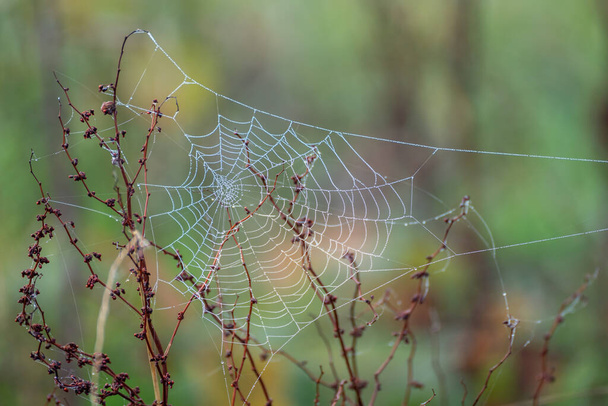 ragnatela ragni luccicante con goccioline d'acqua dalla rugiada autunno - Foto, immagini