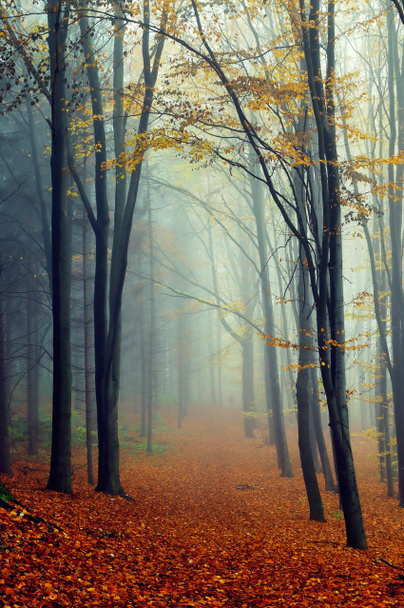Paesaggio d'autunno - Foto, immagini