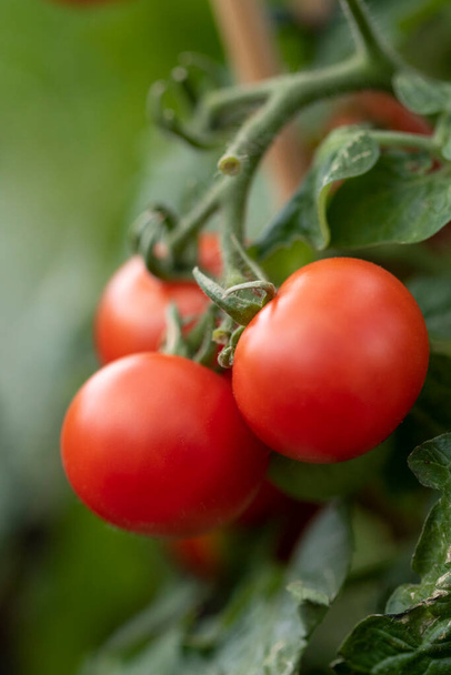 Um macro retrato de um bando de tomates maduros cereja ainda pendurados no ramo da planta de tomate em que cresceram. Estão prontos para serem arrancados pelo agricultor e serem comidos.. - Foto, Imagem