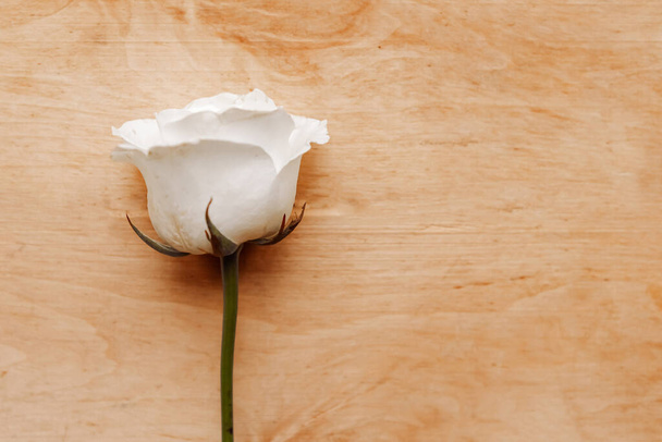 white rose on wooden background, copy space - Photo, image