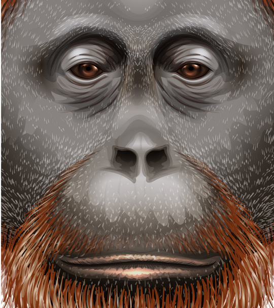 een orang-oetan - Vector, afbeelding