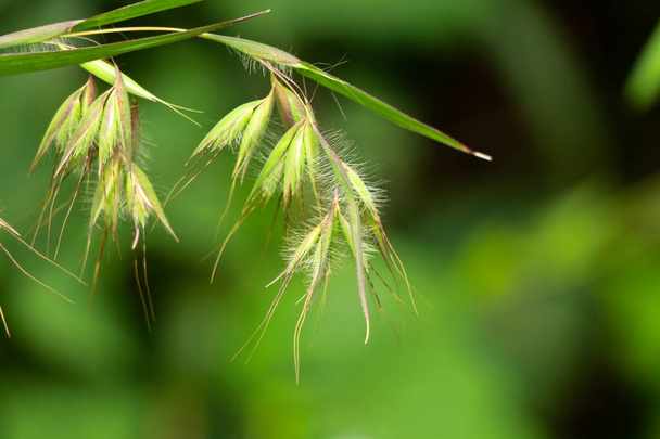 Hermosas flores de una hierba silvestre de Ghats occidentales, enfoque selectivo - Foto, Imagen