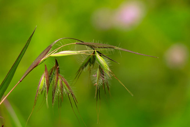 Beautiful flowers of a wild grass from Western Ghats, selective focus - Photo, Image
