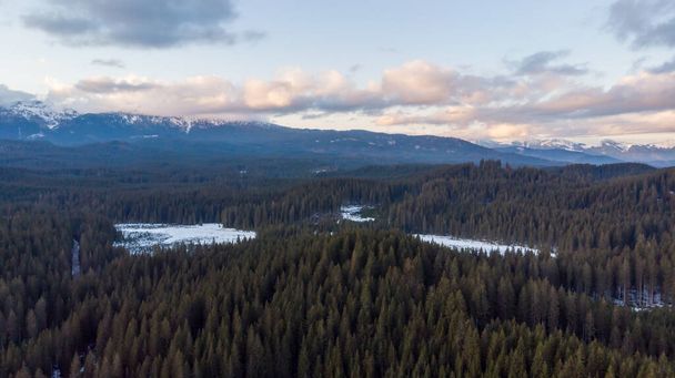 Aerial view of winter pine forest and meadows. - Photo, Image