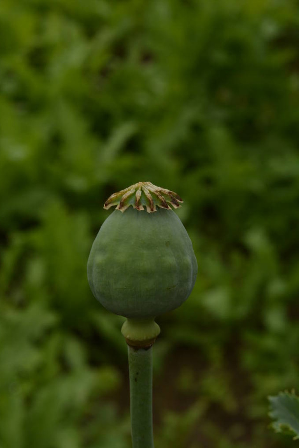 Papaver somniferum maku opium jest gatunkiem kwitnącej rośliny z rodziny Papaveraceae Jest to gatunek rośliny, z której pochodzą opium i maku i jest cenną rośliną ozdobną - Zdjęcie, obraz