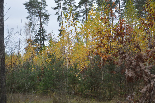Panorama of late autumn the forest - Foto, Bild