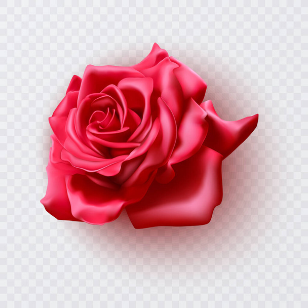 Kaunis punainen ruusu Eristetty valkoisella taustalla. Valorealistinen kaltevuuden mesh vektori kuva. - Vektori, kuva
