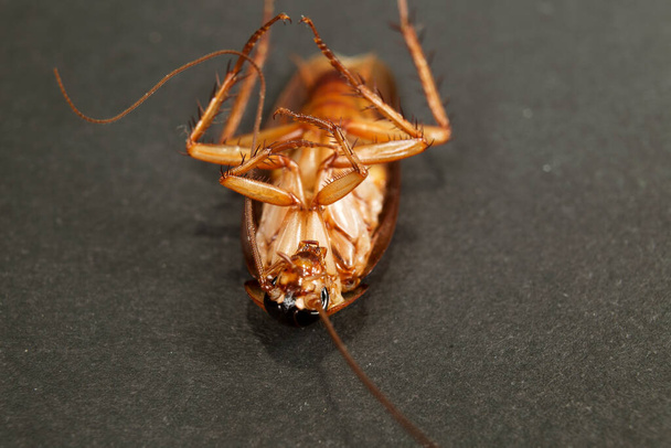 velký šváb zblízka na tmavém pozadí s nohama nahoru. Koncepce kontroly parazitů a hmyzu - Fotografie, Obrázek