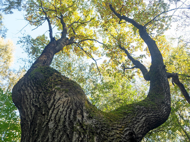 Nízký úhel pohledu na podzimní strom, Selektivní zaměření - Fotografie, Obrázek