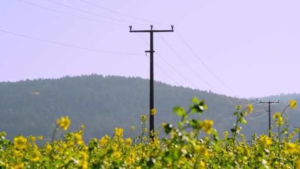Des poteaux électriques dans un champ de viols en fleurs. Lignes électriques sur un champ de canola dans une zone rurale. Poteaux électriques dans un champ. - Séquence, vidéo