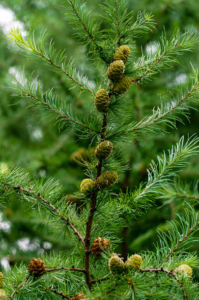 Young green larch cones on a branch with needles - Photo, Image