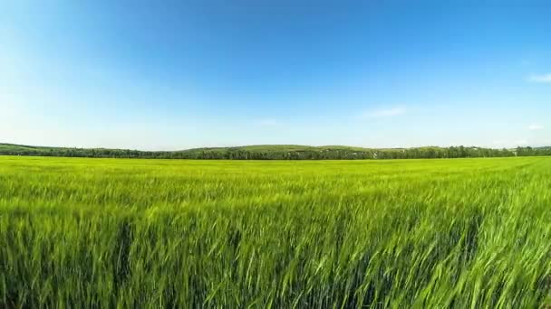 Hintergrundbild von üppigem Grasfeld unter blauem Himmel - Filmmaterial, Video