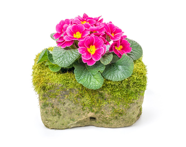 Red primrose in a mossy flower trough - Photo, Image