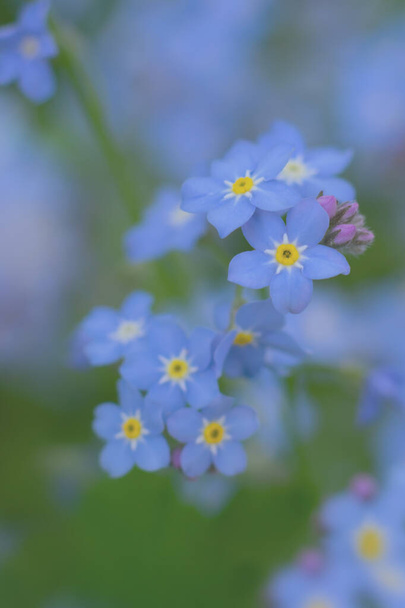 Vertical toned tiny flowers background. Bluish colored forget-me-not creative layout - Фото, зображення