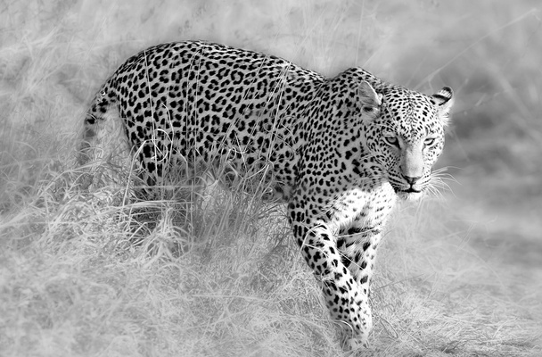 Wild Afrikaanse leopard - Foto, afbeelding