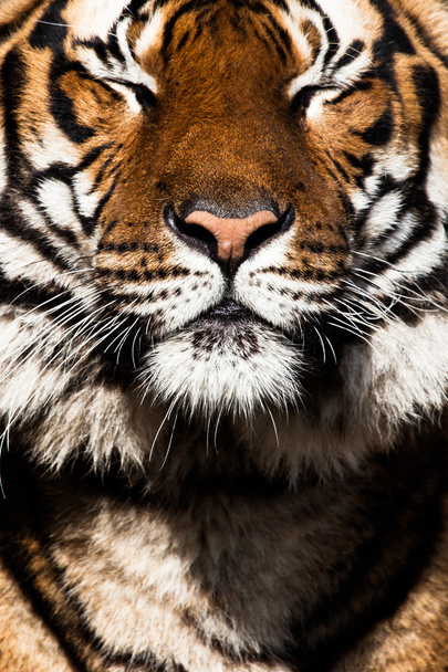 Портрет Тигра крупним планом
 - Фото, зображення