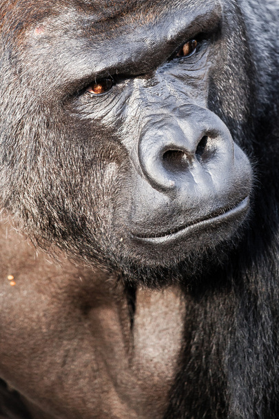 Портрет лица гориллы
 - Фото, изображение