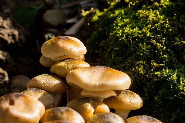 Pioppini paddenstoelen met mos op de achtergrond. Close-up van natuurlijke champignons - Foto, afbeelding